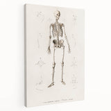Romanticism Art: Human Skeleton Anatomical Illustration Canvas Print