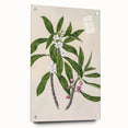 Realism Botanical Art Print | Ngaio Plant Illustration by Sarah Featon