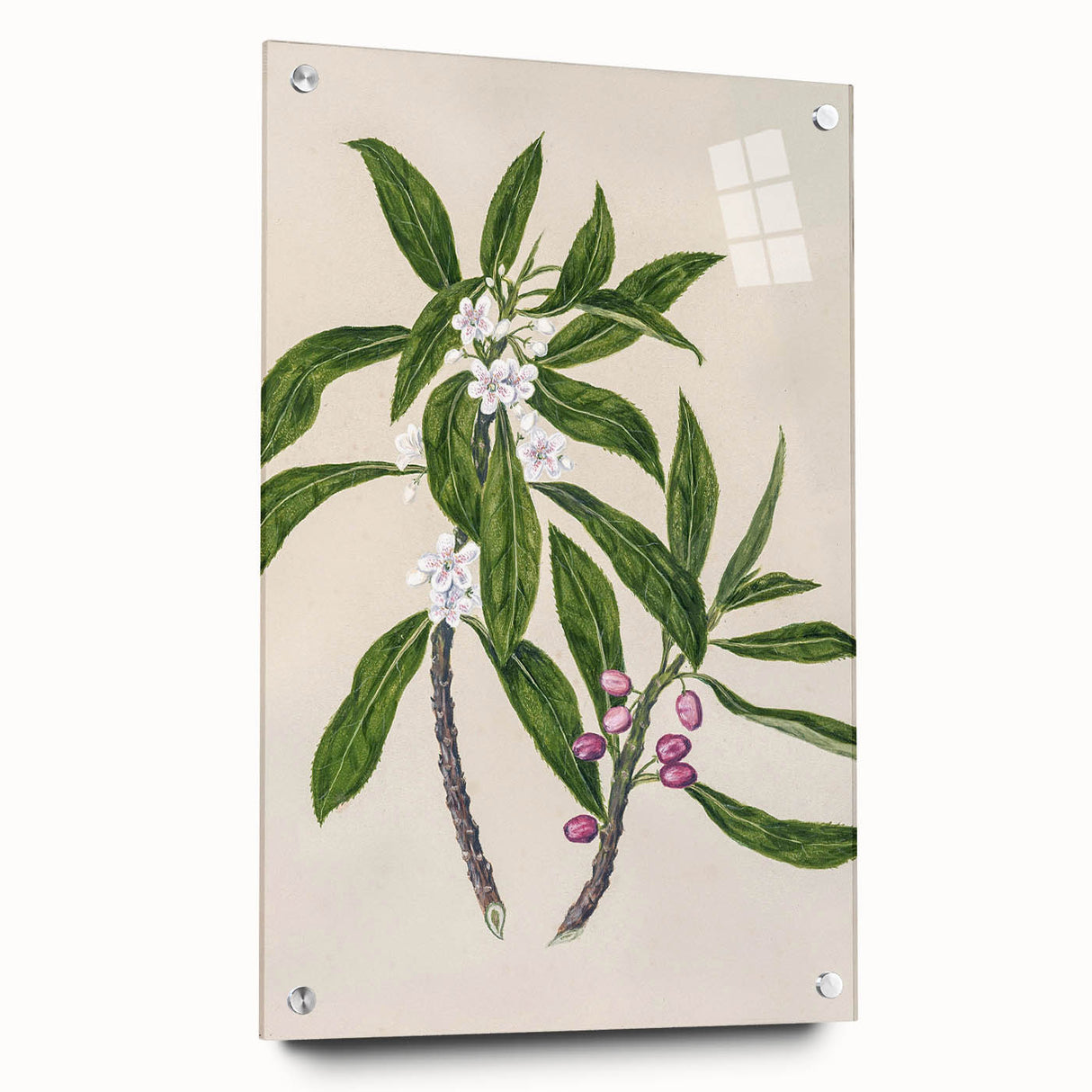 Realism Botanical Art Print | Ngaio Plant Illustration by Sarah Featon