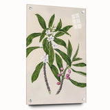 Realism Botanical Art Print | Ngaio Plant Illustration by Sarah Featon