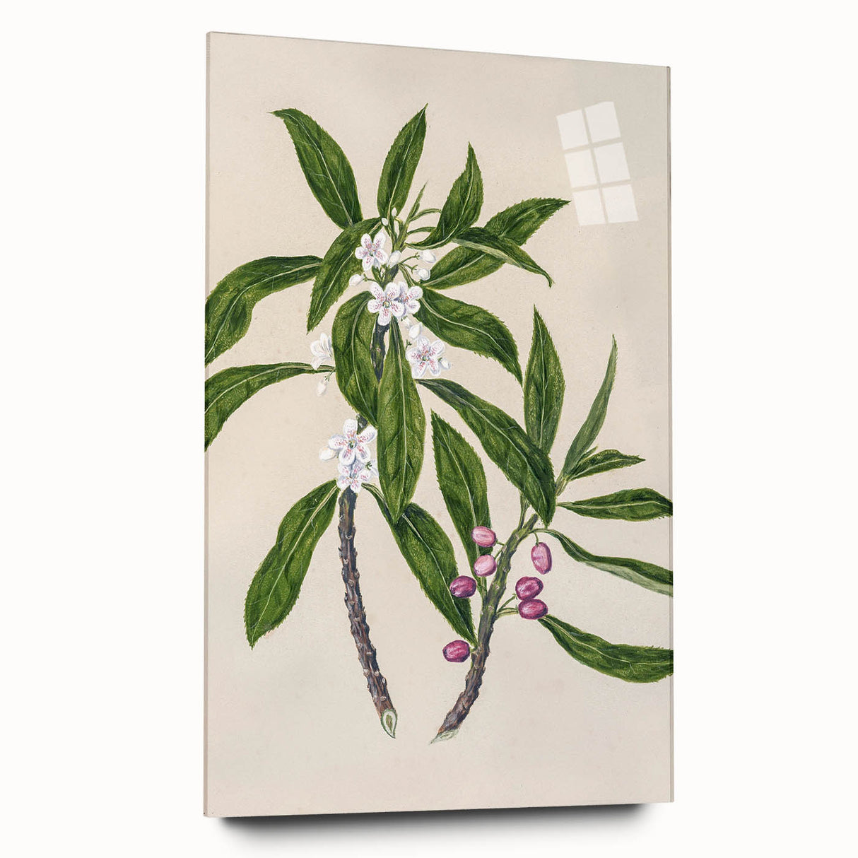 Realism Botanical Art Print | Ngaio Plant Illustration by Sarah Featon