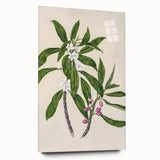 Realism Botanical Art Print | Ngaio Plant Illustration by Sarah Featon