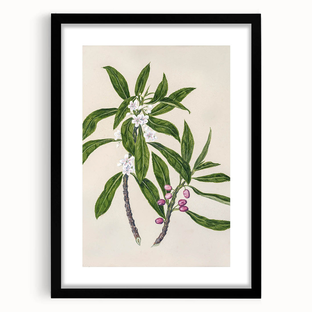 Realism Botanical Art Print | Ngaio Plant Illustration by Sarah Featon
