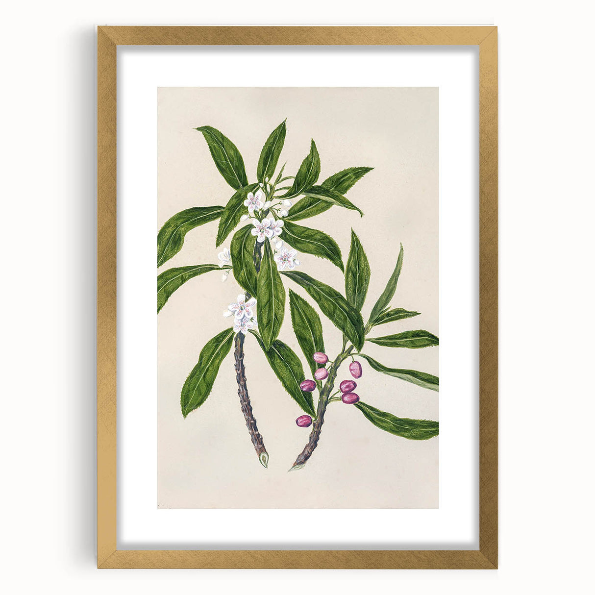 Realism Botanical Art Print | Ngaio Plant Illustration by Sarah Featon