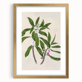 Realism Botanical Art Print | Ngaio Plant Illustration by Sarah Featon