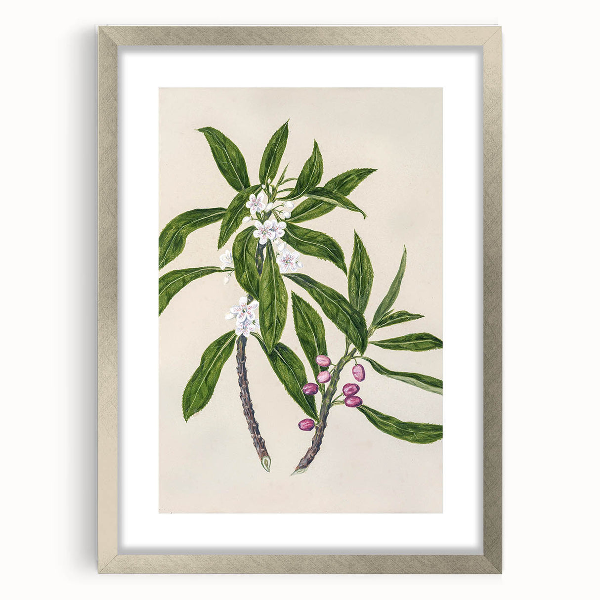Realism Botanical Art Print | Ngaio Plant Illustration by Sarah Featon