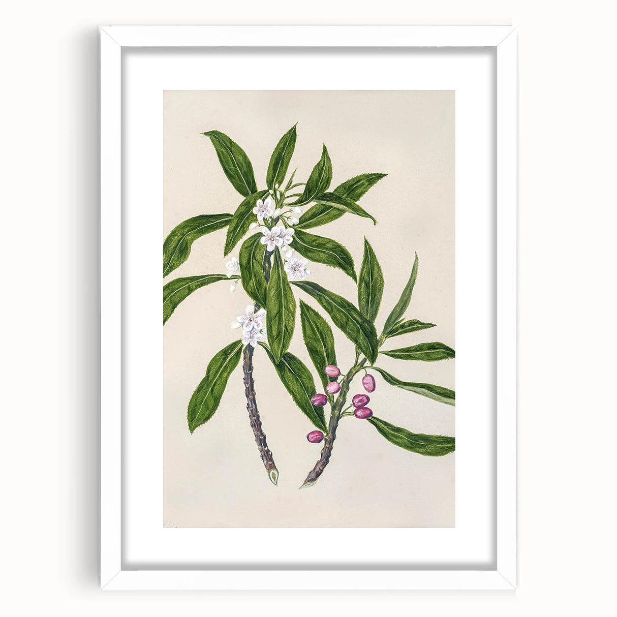 Realism Botanical Art Print | Ngaio Plant Illustration by Sarah Featon