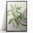 Realism Botanical Art Print | Ngaio Plant Illustration by Sarah Featon