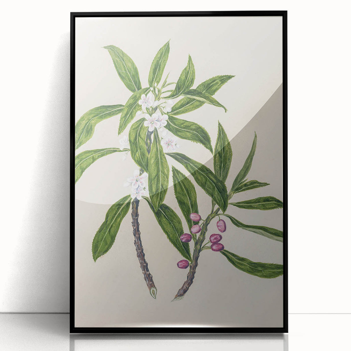 Realism Botanical Art Print | Ngaio Plant Illustration by Sarah Featon
