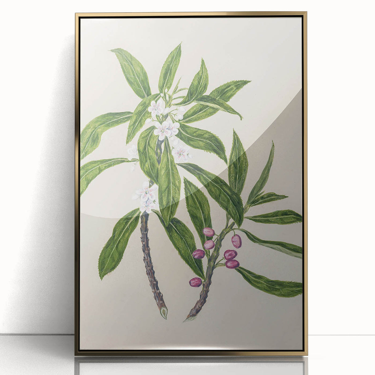 Realism Botanical Art Print | Ngaio Plant Illustration by Sarah Featon