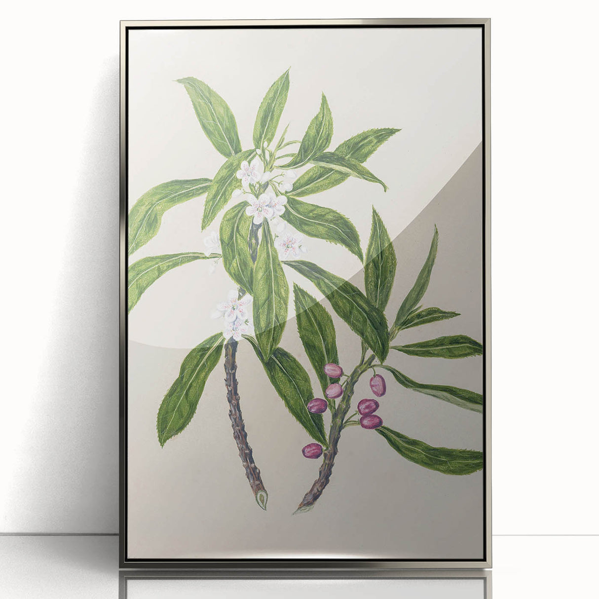 Realism Botanical Art Print | Ngaio Plant Illustration by Sarah Featon