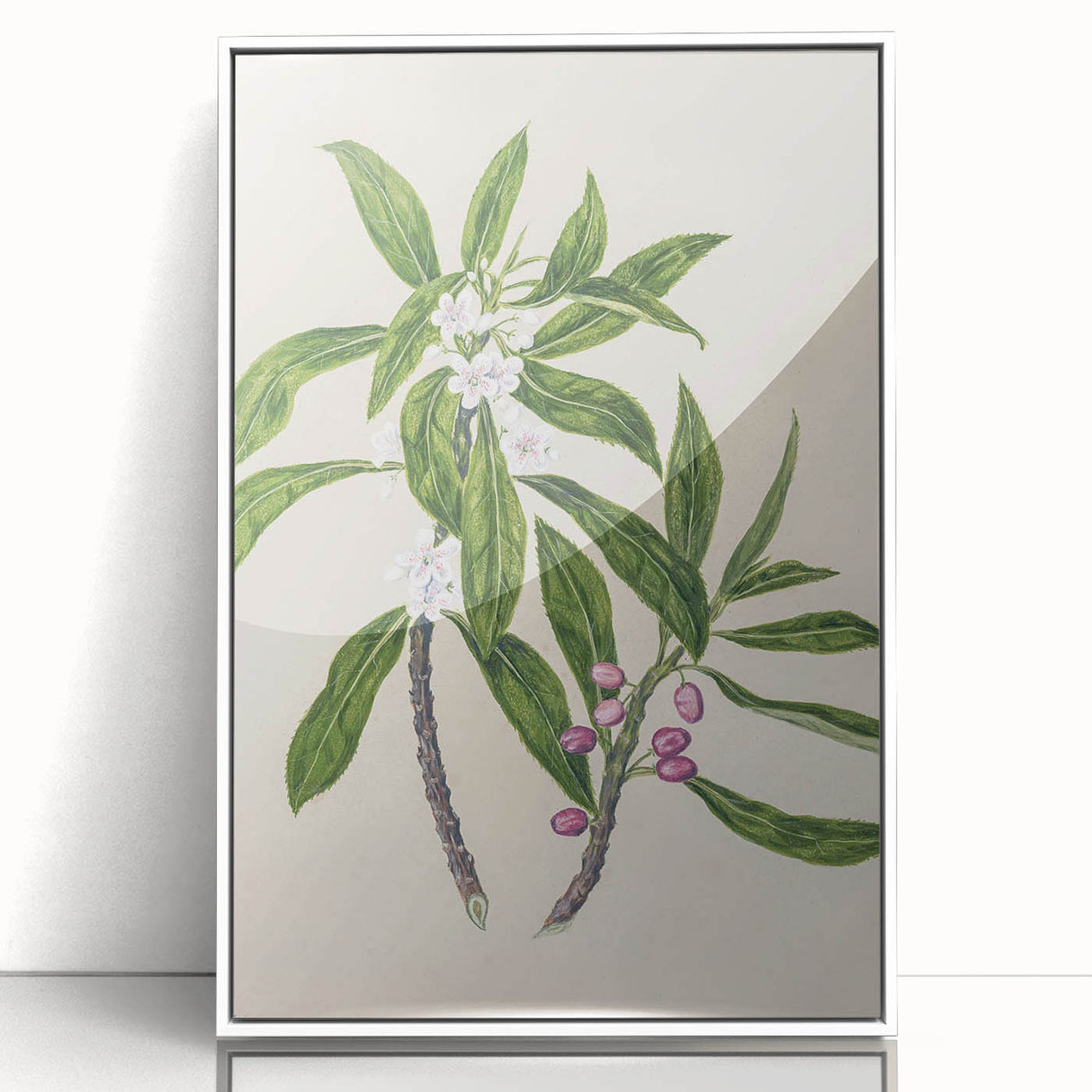 Realism Botanical Art Print | Ngaio Plant Illustration by Sarah Featon