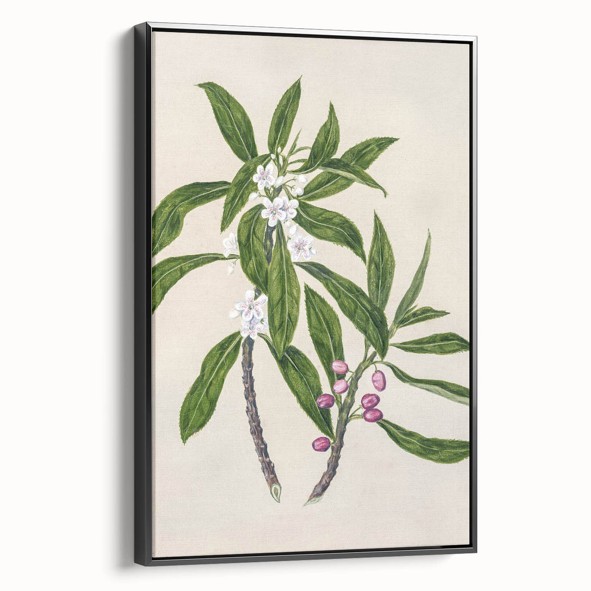Realism Botanical Art Print | Ngaio Plant Illustration by Sarah Featon