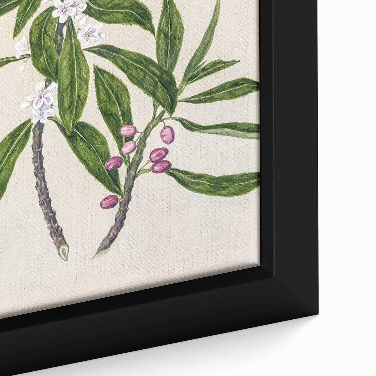 Realism Botanical Art Print | Ngaio Plant Illustration by Sarah Featon