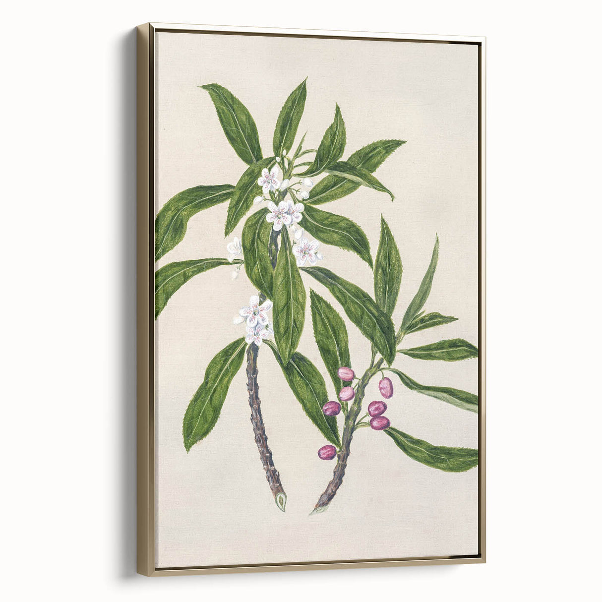 Realism Botanical Art Print | Ngaio Plant Illustration by Sarah Featon