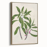 Realism Botanical Art Print | Ngaio Plant Illustration by Sarah Featon