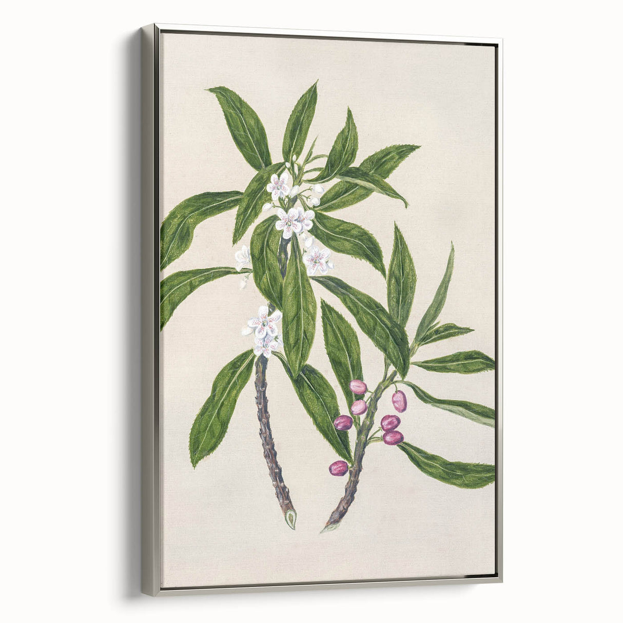 Realism Botanical Art Print | Ngaio Plant Illustration by Sarah Featon