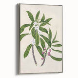 Realism Botanical Art Print | Ngaio Plant Illustration by Sarah Featon