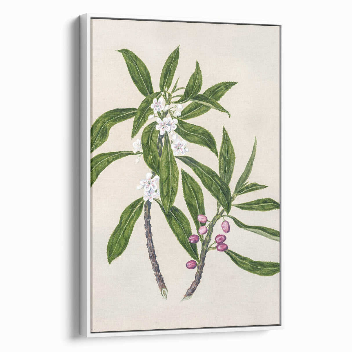Realism Botanical Art Print | Ngaio Plant Illustration by Sarah Featon
