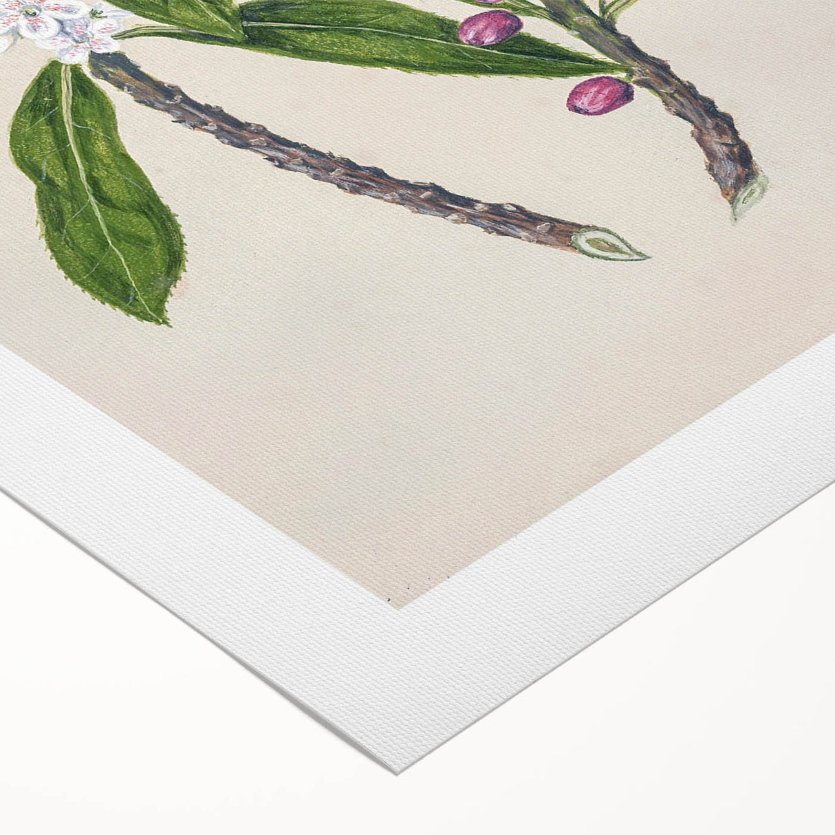 Realism Botanical Art Print | Ngaio Plant Illustration by Sarah Featon