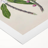 Realism Botanical Art Print | Ngaio Plant Illustration by Sarah Featon