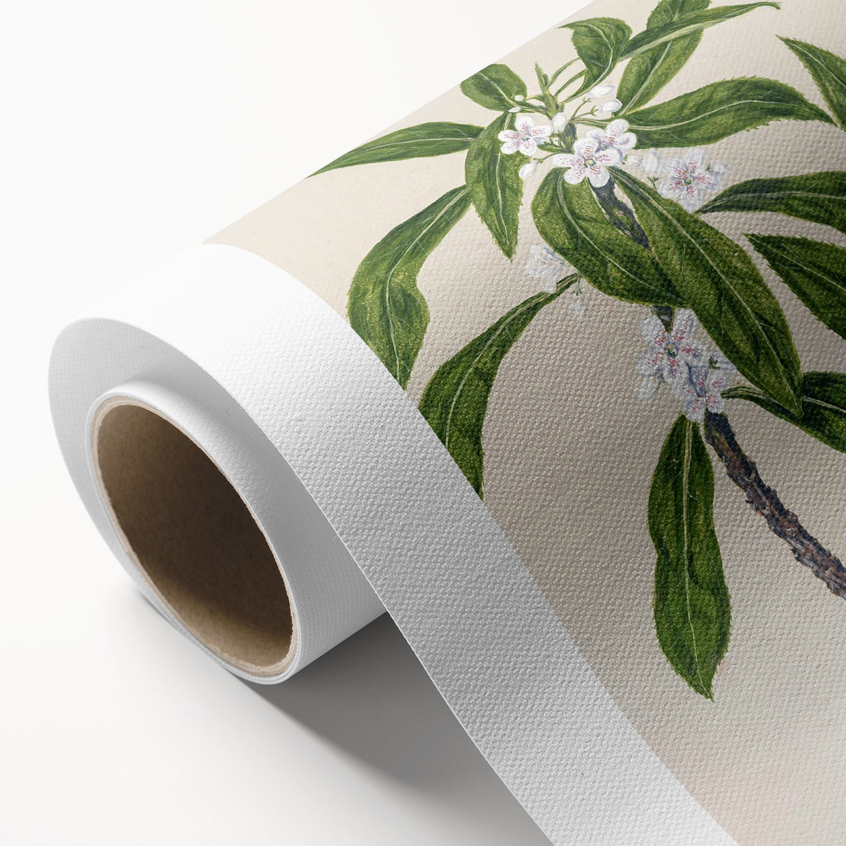 Realism Botanical Art Print | Ngaio Plant Illustration by Sarah Featon