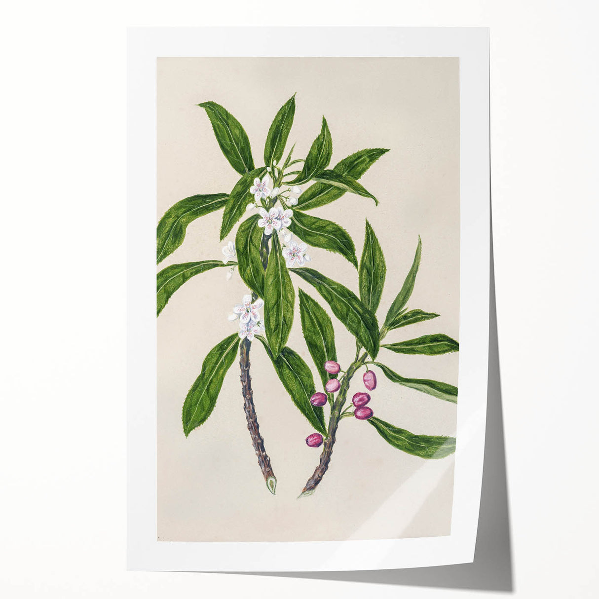 Realism Botanical Art Print | Ngaio Plant Illustration by Sarah Featon