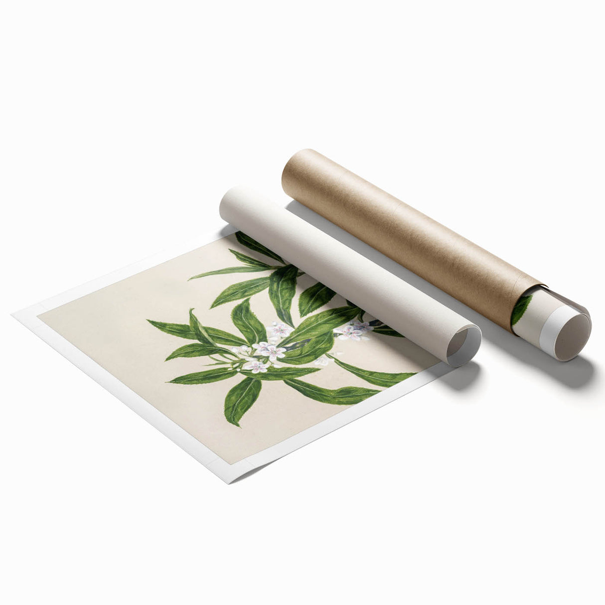 Realism Botanical Art Print | Ngaio Plant Illustration by Sarah Featon