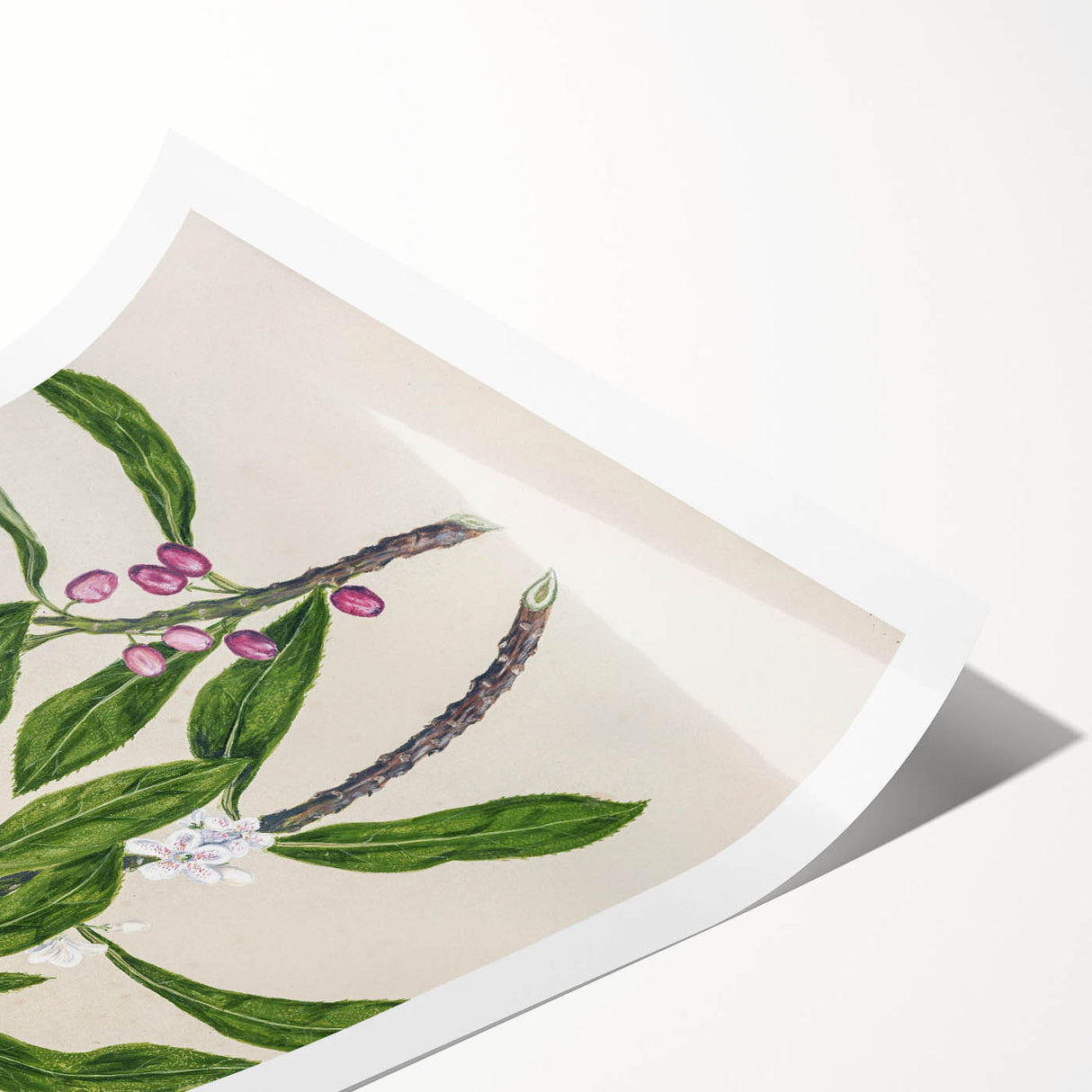 Realism Botanical Art Print | Ngaio Plant Illustration by Sarah Featon