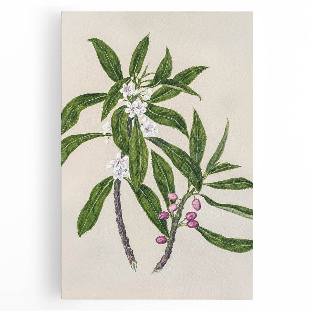 Realism Botanical Art Print | Ngaio Plant Illustration by Sarah Featon