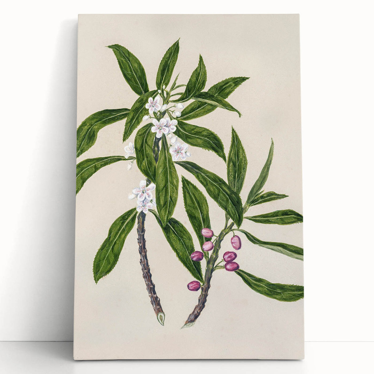 Realism Botanical Art Print | Ngaio Plant Illustration by Sarah Featon