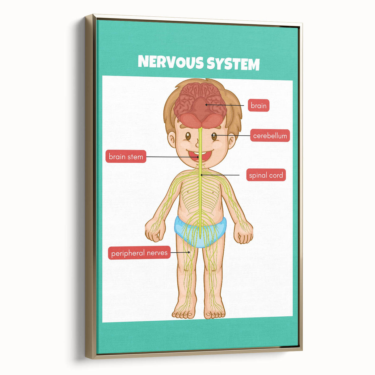 Classroom Educational Posters - Nervous System Learning Chart
