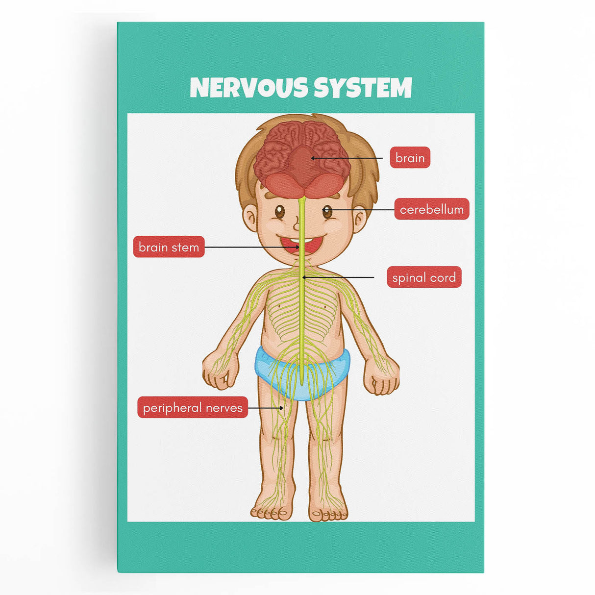 Classroom Educational Posters - Nervous System Learning Chart