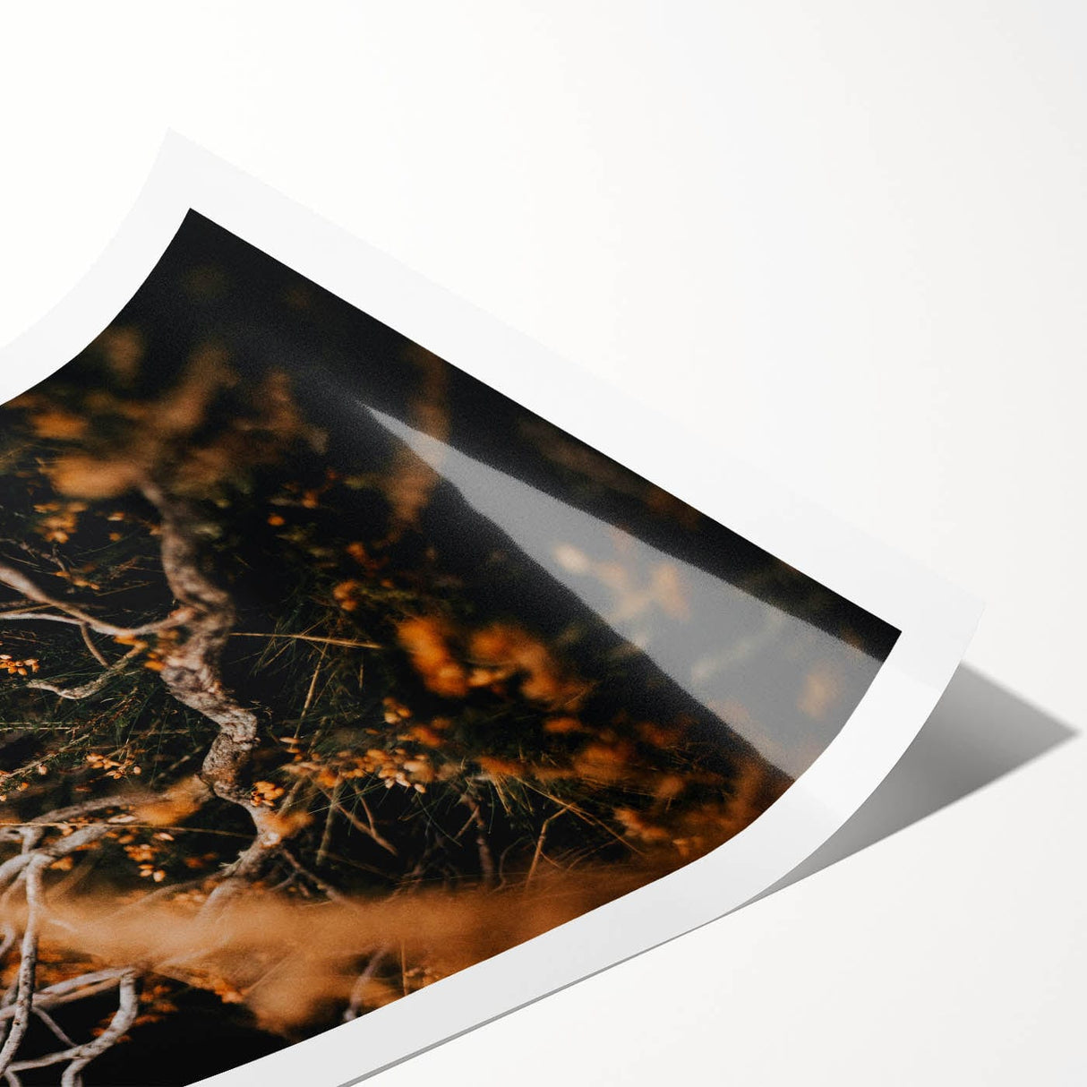 Extra large wall art featuring line art flowers in muted autumnal tones on a rolled canvas.