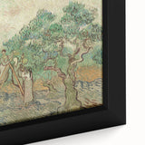 Impressionist Olive Grove Wall Art - The Olive Orchard by Van Gogh