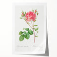 Neoclassical Art Prints: Rosa Centifolia Anglica Rubra by Redouté