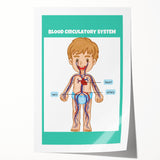 STEM Learning Wall Art - Blood Circulatory System Chart