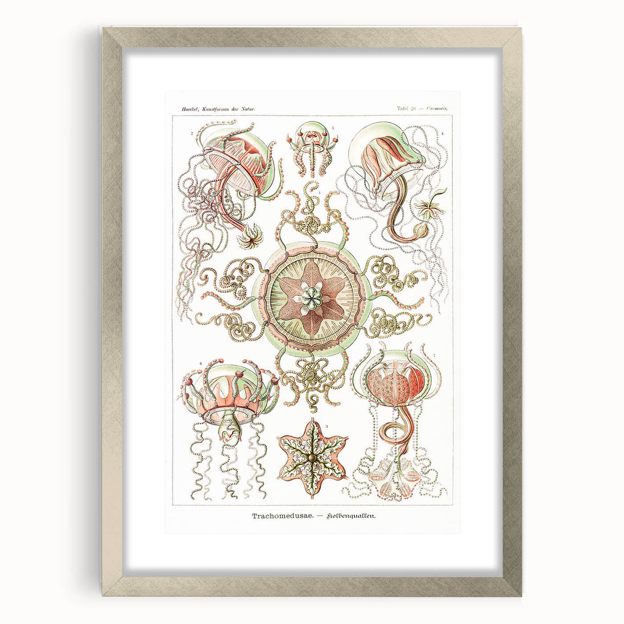 Modern Wall Art: Intricate Jellyfish Designs by Ernst Haeckel