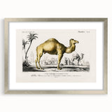 Historic Romantic Art: Camel Illustration - Cultural Romantic Wall Art