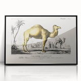 Historic Romantic Art: Camel Illustration - Cultural Romantic Wall Art
