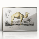 Historic Romantic Art: Camel Illustration - Cultural Romantic Wall Art