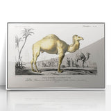 Historic Romantic Art: Camel Illustration - Cultural Romantic Wall Art