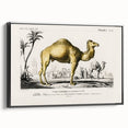 Historic Romantic Art: Camel Illustration - Cultural Romantic Wall Art