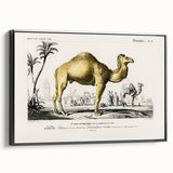 Historic Romantic Art: Camel Illustration - Cultural Romantic Wall Art