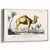 Historic Romantic Art: Camel Illustration - Cultural Romantic Wall Art