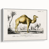 Historic Romantic Art: Camel Illustration - Cultural Romantic Wall Art