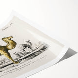 Historic Romantic Art: Camel Illustration - Cultural Romantic Wall Art