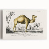 Historic Romantic Art: Camel Illustration - Cultural Romantic Wall Art