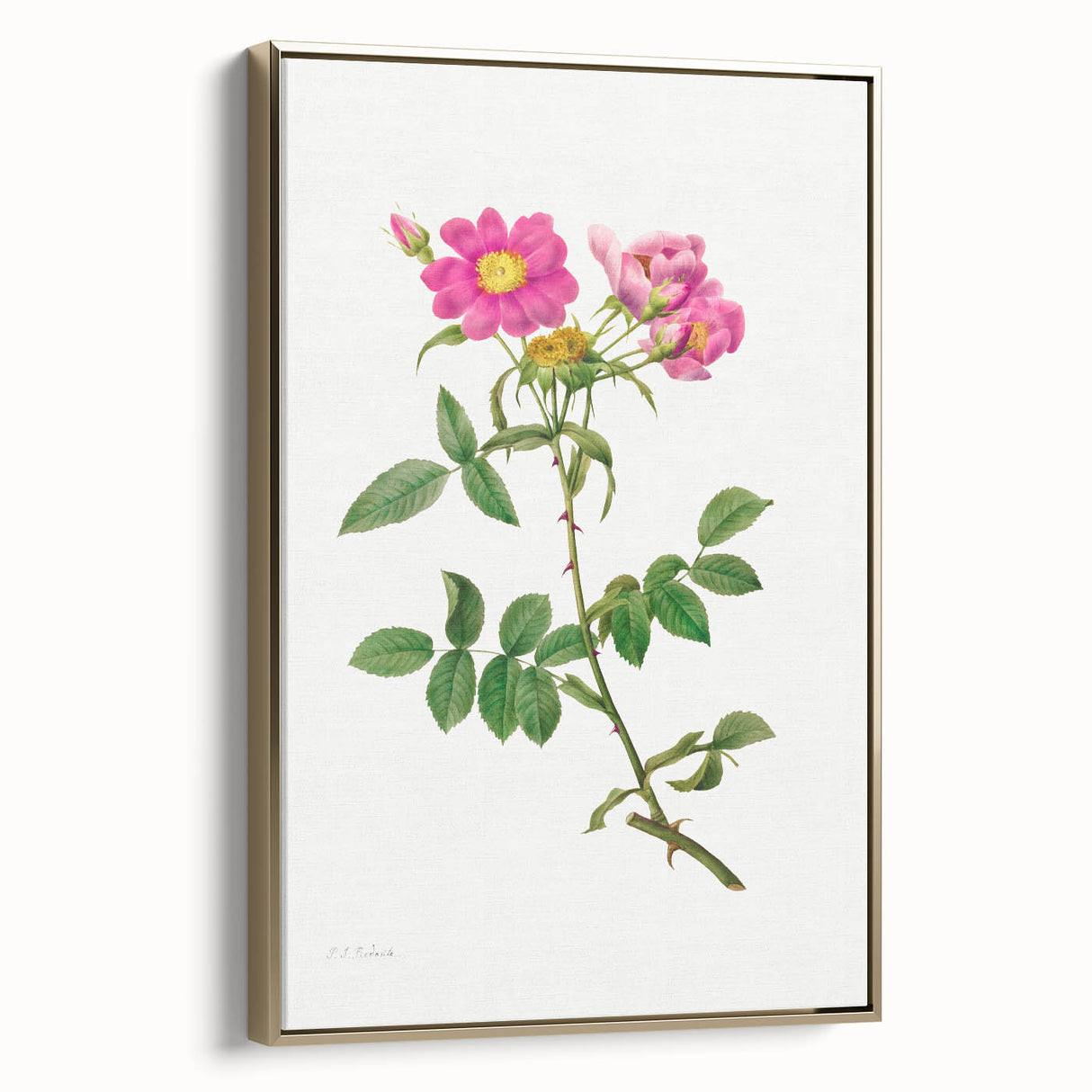 Neoclassical Art Prints: Rosa Collina Monsoniana by Pierre-Joseph Redouté