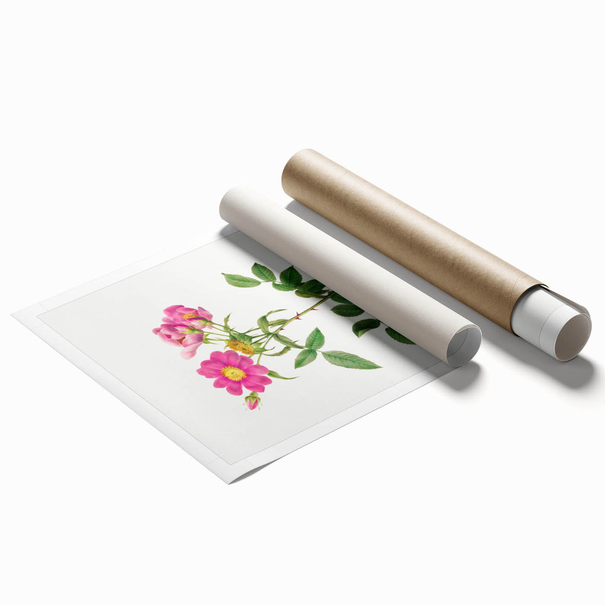 Neoclassical Art Prints: Rosa Collina Monsoniana by Pierre-Joseph Redouté